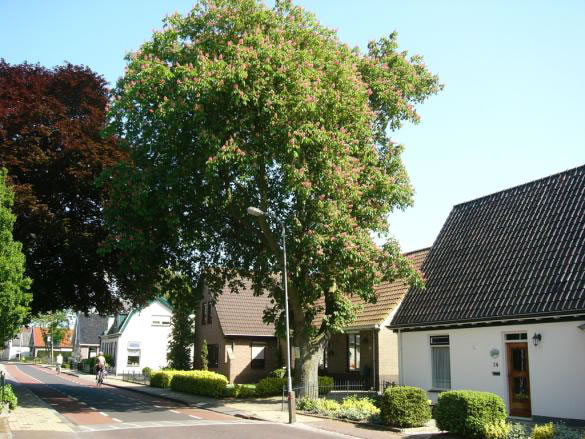 Hoofdstraat 26 paardekastanje zomer