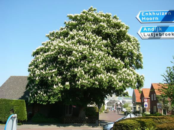 Zesstedenweg 20 zomer